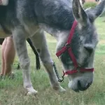 Roulotte Le Temps De Rever Bed & Breakfast Saint-Michel-sur-Meurthe