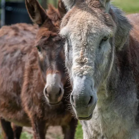 Bed and Breakfast Roulotte Le Temps De Rever Saint-Michel-sur-Meurthe