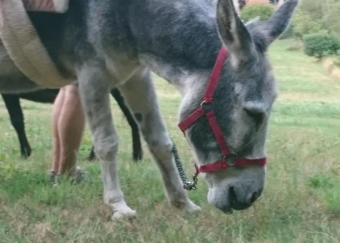 Roulotte Le Temps De Rever 住宿加早餐酒店 Saint-Michel-sur-Meurthe