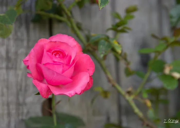 Roulotte Le Temps De Rever 住宿加早餐酒店 Saint-Michel-sur-Meurthe