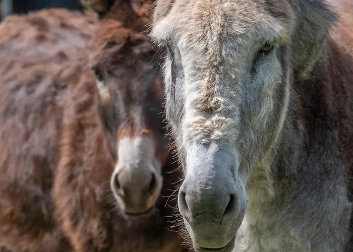 住宿加早餐酒店 Roulotte Le Temps De Rever Saint-Michel-sur-Meurthe